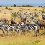 13 mejores reservas de caza en África