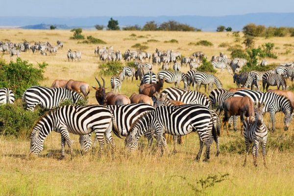 13 mejores reservas de caza en África
