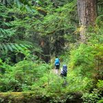 12 rutas de senderismo mejor valoradas en el Parque Nacional Olympic