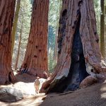 6 mejores campings en el Parque Nacional Sequoia