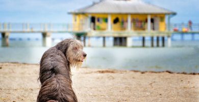 13 playas para perros en Florida