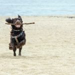 11 mejores playas para perros en Nueva Jersey