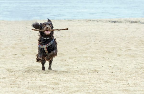 11 mejores playas para perros en Nueva Jersey