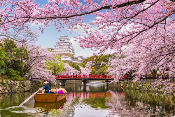 Qué saber sobre el icónico festival de los cerezos en flor de Japón