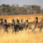 15 mejores lugares para saludar en Botswana