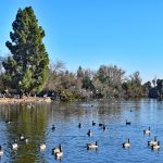 13 mejores parques en Fresno, CA