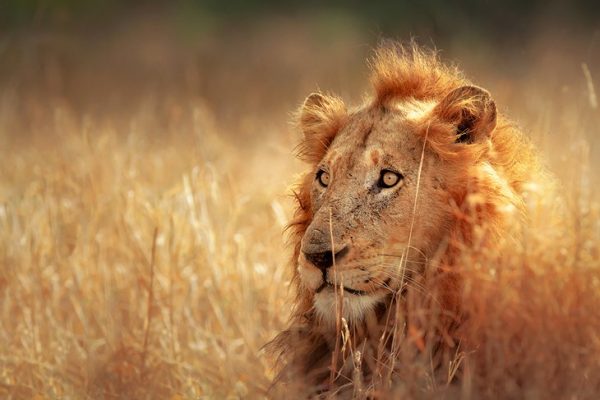 Explorando el Parque Doméstico Kruger: una itinerario para visitantes