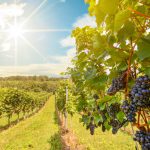 Las 6 mejores regiones vinícolas de Alemania