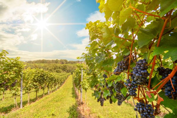 Las 6 mejores regiones vinícolas de Alemania
