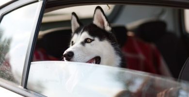 Viajar con tu mascota: destinos y consejos útiles