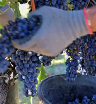 Qué esperar durante la vendimia en Burdeos